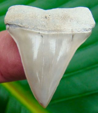 Mako Shark Tooth - 1 & 7/16 In.  Lee Creek - Aurora - Quality