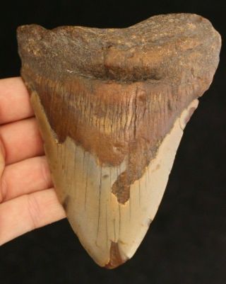 Megalodon Shark Tooth 4.  69 " Extinct Fossil Authentic Not Restored (esb34 - 127)