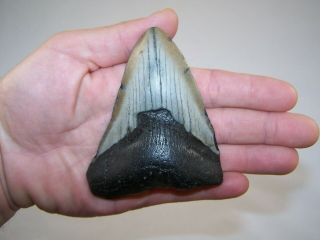 4.  16 Inch Megalodon Fossil Shark Tooth Teeth - 5.  7 Oz - Not Dinosaur