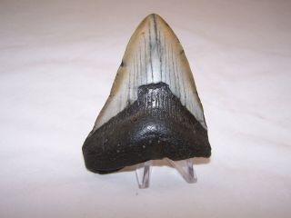 4.  16 Inch Megalodon Fossil Shark Tooth Teeth - 5.  7 oz - Not Dinosaur 2