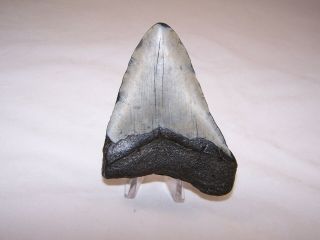 4.  16 Inch Megalodon Fossil Shark Tooth Teeth - 5.  7 oz - Not Dinosaur 3