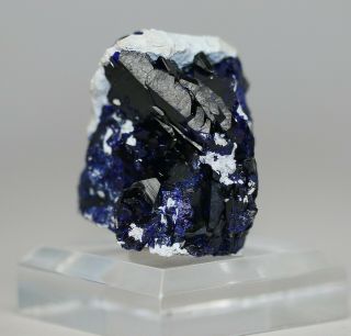 Azurite Crystal Cluster,  Milpillas Mine,  Mexico Maz643