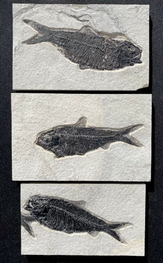 Three Fossil Fish Knightia From The Eocene Of Wyoming