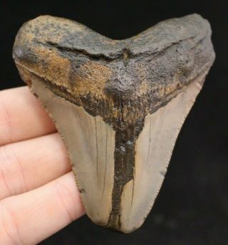 Megalodon Shark Tooth 3.  60 " Extinct Fossil Authentic Not Restored (cg13 - 378)