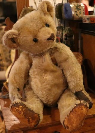 15 " Antique Fully Jointed Mohair Steiff C1906 Teddy Bear W/shoebutton Eyes &hump