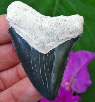 2.  6 " Black & White Bone Valley Megalodon Fossil Shark Tooth Florida Teeth