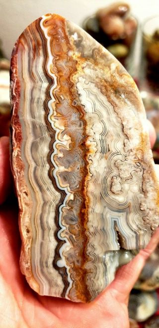 Mexican Crazy Lace Agate Rough Lapidary Display
