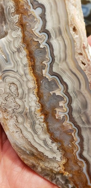 mexican crazy lace agate rough Lapidary display 3