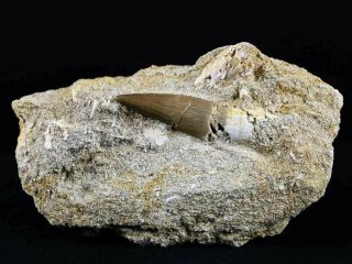 1.  5 In Plesiosaurus Elasmosaurus Cretaceous Dinosaur Era Fossil Tooth With