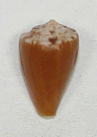 Conus Rutilus Smithi 11.  84mm Rare Specimen Eden,  Nsw,  Australia
