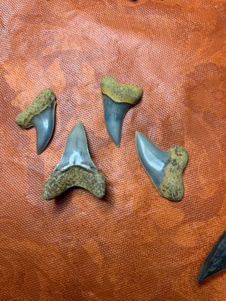 4 Bakersfield Fossil Sharktooth Hill Shark Teeth Miocene Isurus Planus Extinct