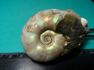 Ammonites Zuercherella Кавказ меловой период