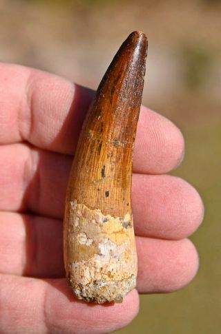 Spinosaurus Tooth 2.  95 Inches,  From Morocco 2
