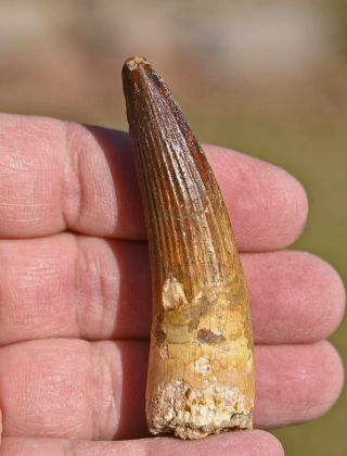 Spinosaurus tooth 2.  95 inches,  from Morocco 2 2