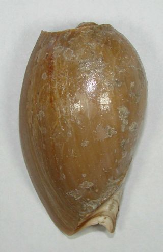 Voluta Pachyus 72.  68mm Rare Specimen Off Victoria,  Cameroon