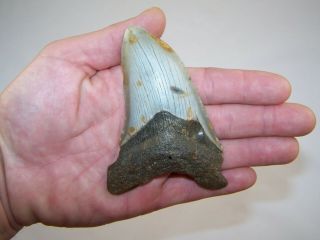 4.  28 Inch Megalodon Fossil Shark Tooth Teeth - 3.  8 Oz - Not Dinosaur