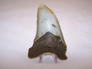4.  28 Inch Megalodon Fossil Shark Tooth Teeth - 3.  8 oz - Not Dinosaur 2