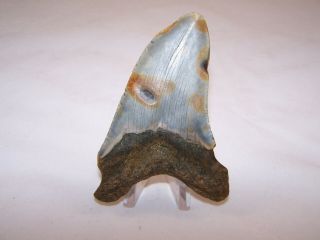 4.  28 Inch Megalodon Fossil Shark Tooth Teeth - 3.  8 oz - Not Dinosaur 3