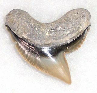 Large 1 5/16 " Fossil Tiger Shark Tooth