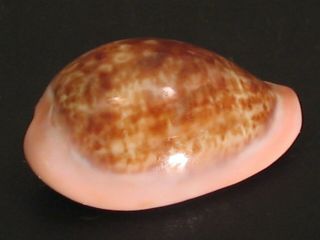 Pattern.  Cypraea Pyrum Petitiana 24.  3mm/gem Senegal Seashell