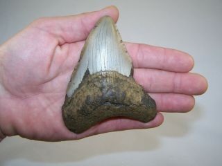4.  24 Inch Megalodon Fossil Shark Tooth Teeth - 5.  2 Oz - Not Dinosaur