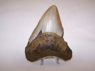 4.  24 Inch Megalodon Fossil Shark Tooth Teeth - 5.  2 oz - Not Dinosaur 2