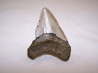 4.  24 Inch Megalodon Fossil Shark Tooth Teeth - 5.  2 oz - Not Dinosaur 3