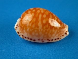 Cypraea Gaskoini,  Pattern,  20.  1mm,  Hawaii Shell