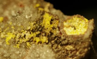 Bergenite Rare Uranium Micro - Crystals On Matrix Fine Micromount Bergen,  Germany