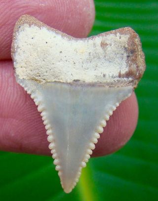 Great White Shark Tooth - 1 & 3/16 In.  Chilean - Real Fossil Sharks Teeth Chile
