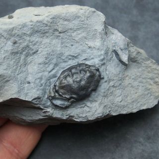Fossil Crab Xanthopsis Dufouori Spain Eocene Fossilien