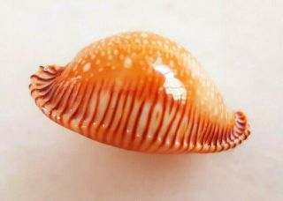 Seashell Cypraea Guttata Surinensis Bengalensis Shell
