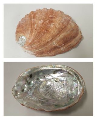 Natural 8 - 1/2 " X 6 " Red Abalone Shell Seashell Seashells Shells Irridescent Sea