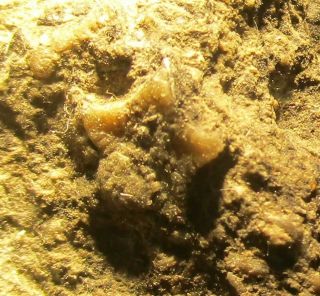 Echinodem " Starfish " Very Rare Fossil In Rough Burmese Amber.