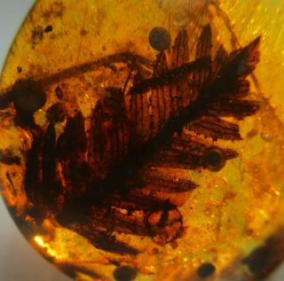 Large Leaf { 13.  3 Mm } Rare Fossil In Burmese Amber.
