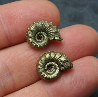 2x Kosmoceras Sp.  17mm Pyrite Ammonite Fossils Callovian Fossilien Russia