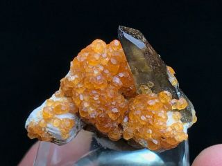 7.  G Natural Gules Fanta Spessartine Garnets Smoky Quartz Crystal Specimen Fujian