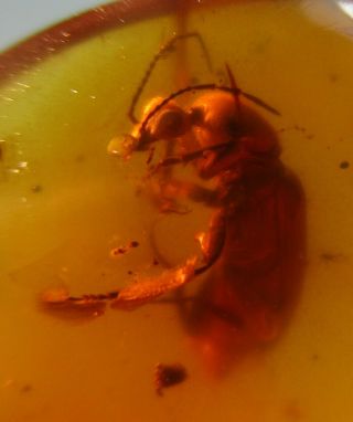 Tenebrionidae Lagriinae Beetle & Leafhopper.  Two Rare Fossil In Burmese Amber.