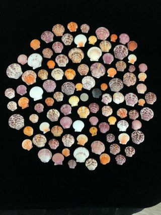 Set Of 100 Sanibel Florida Calico Scallop Shells Bulk Craft