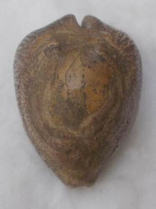 Shell Fossil Cypraea (barycypraea) Beberkiriana