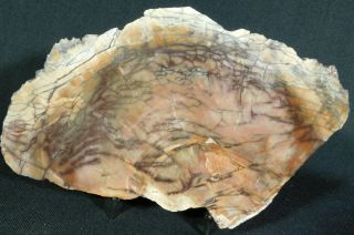 A Big Polished Petrified Wood Fossil Found In Arizona With A Stand 974gr E