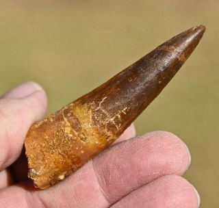 Spinosaurus Tooth 2.  95 Inches With A Wear Facet,  From Morocco 1