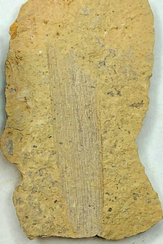 Leptomitus Teretiusculus – Chengjiang Biota – Lower Cambrian Sponge Fossil
