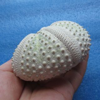 Echinothrix calamaris (Pallas,  1774) 97.  3mm Sea urchin 3