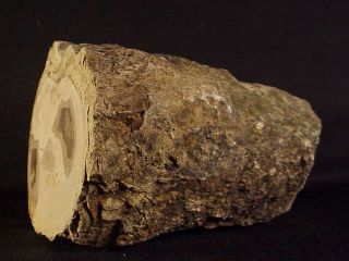 Rw Over 2 Pounds " Petrified Wood Limb " Western Oregon
