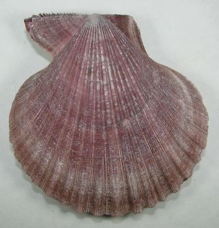 Pecten Spinicostata 99.  77mm Choice Specimen Shark Bay,  Western Australia