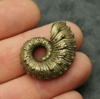 31mm Kosmoceras Sp.  Pyrite Ammonite Fossils Callovian Fossilien Russia