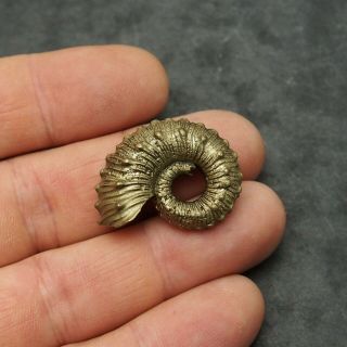31mm Kosmoceras sp.  Pyrite Ammonite Fossils Callovian Fossilien Russia 2