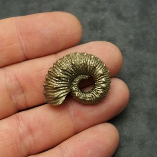 31mm Kosmoceras sp.  Pyrite Ammonite Fossils Callovian Fossilien Russia 3