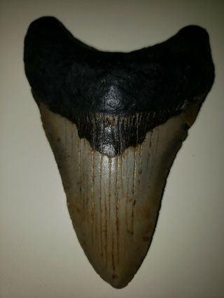 4.  20 " Megalodon Shark Tooth Fossil 100 Authentic